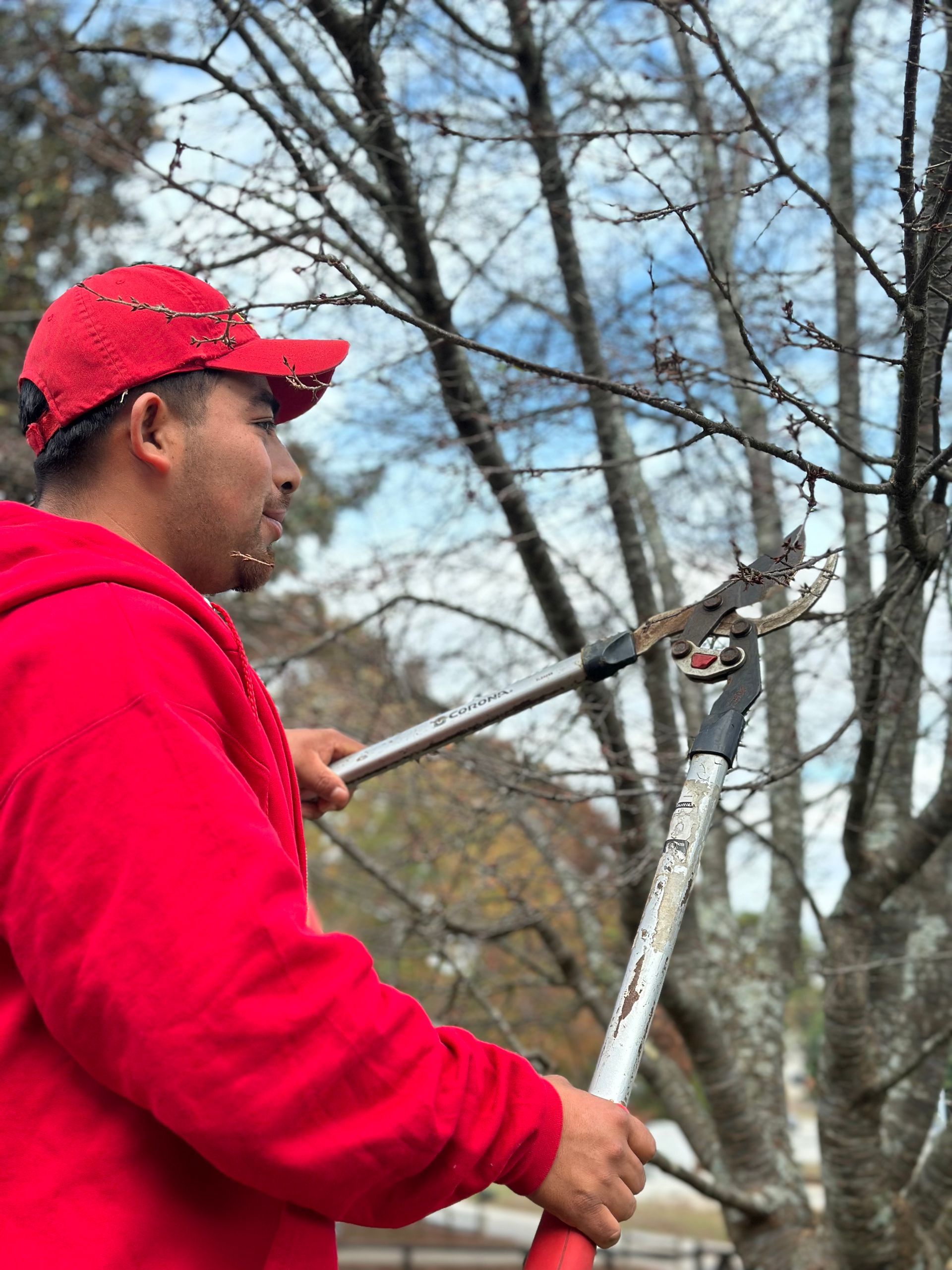 A man in a red hat is cutting a tree with a pair of landscaping shears