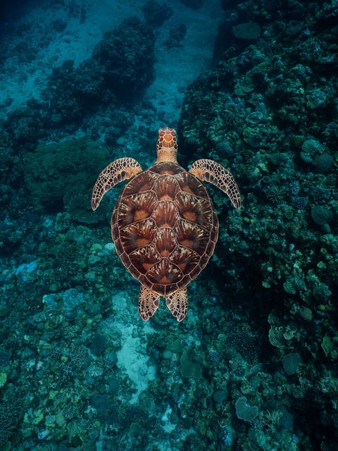Turtle conservation