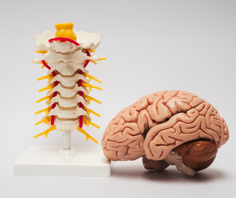 Peripheral Neuropathy | Neurology Center of Las Vegas Peripheral Neuropathy | Neurology Center of Las Vegas