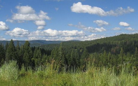 Forest views for miles and miles...