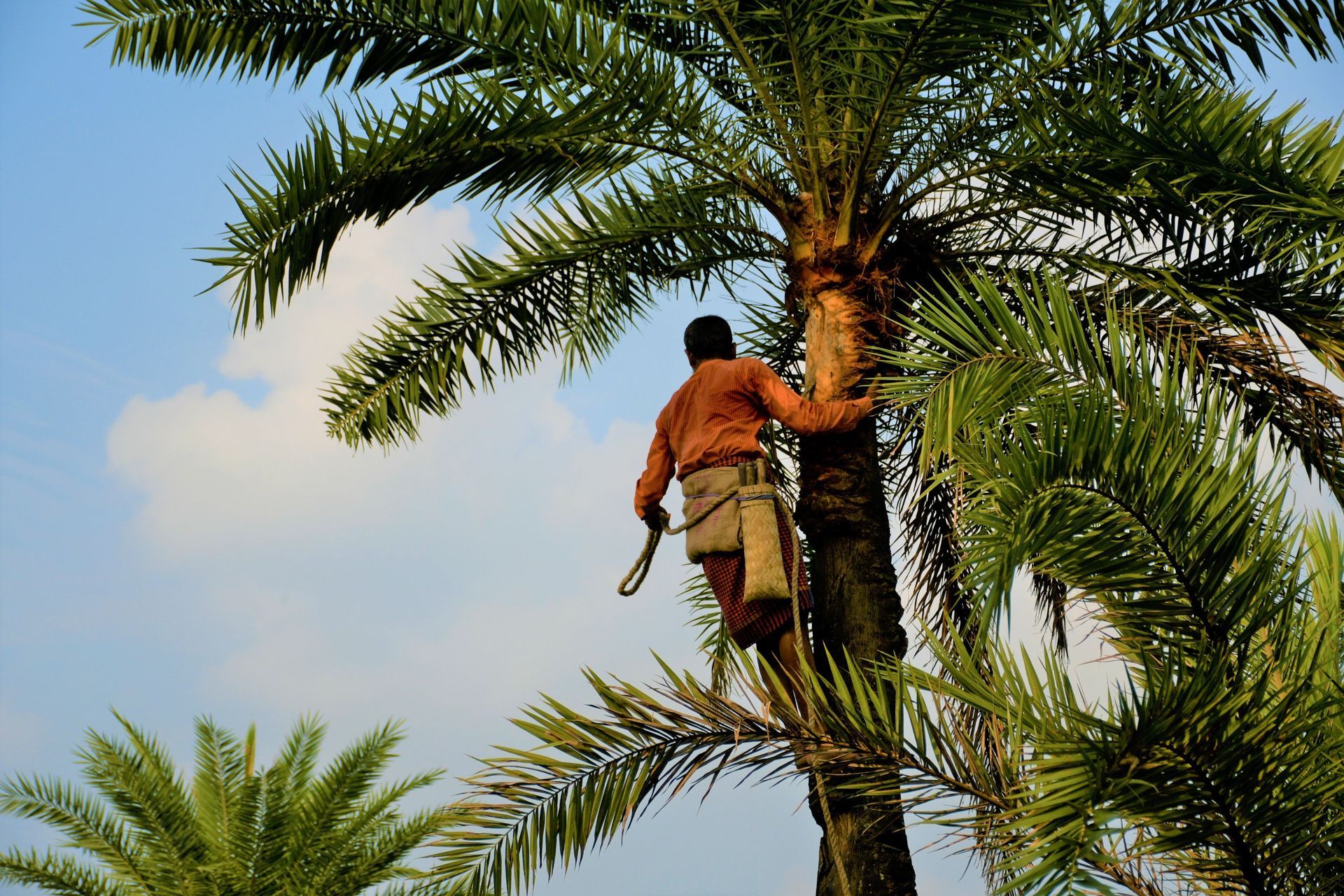 Worker trimming a hedge with shears
