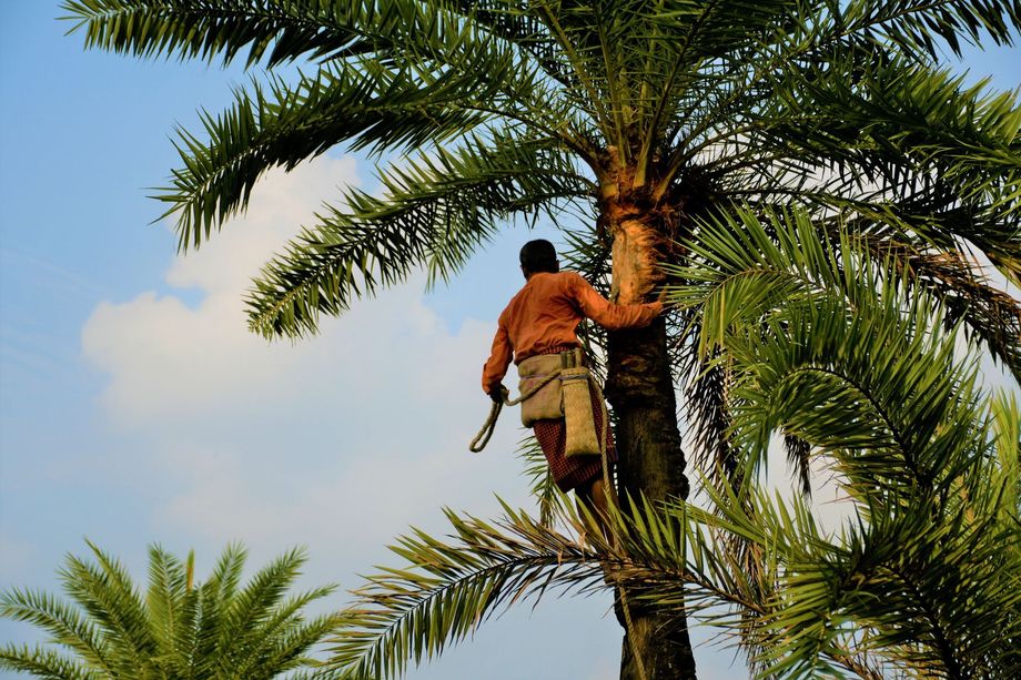 Worker trimming a hedge with shears