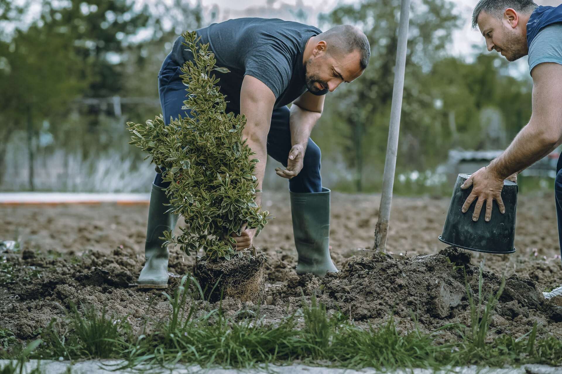 Tree Planting — South Amana, IA — L. Miller Landscaping Tree Planting — South Amana, IA — L. Miller Landscaping