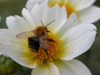 Natur und Tiere Biene auf einer Blüte