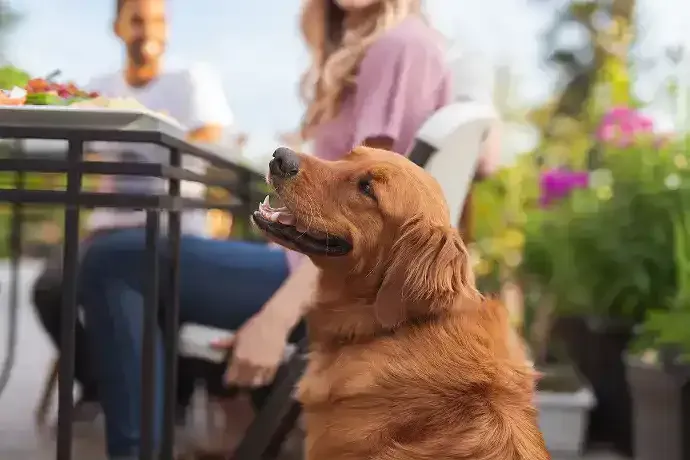 Pets-of-All-Ages