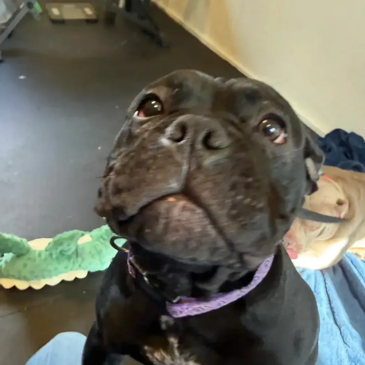 Black dog with a purple collar looking up indoors, with toys nearby