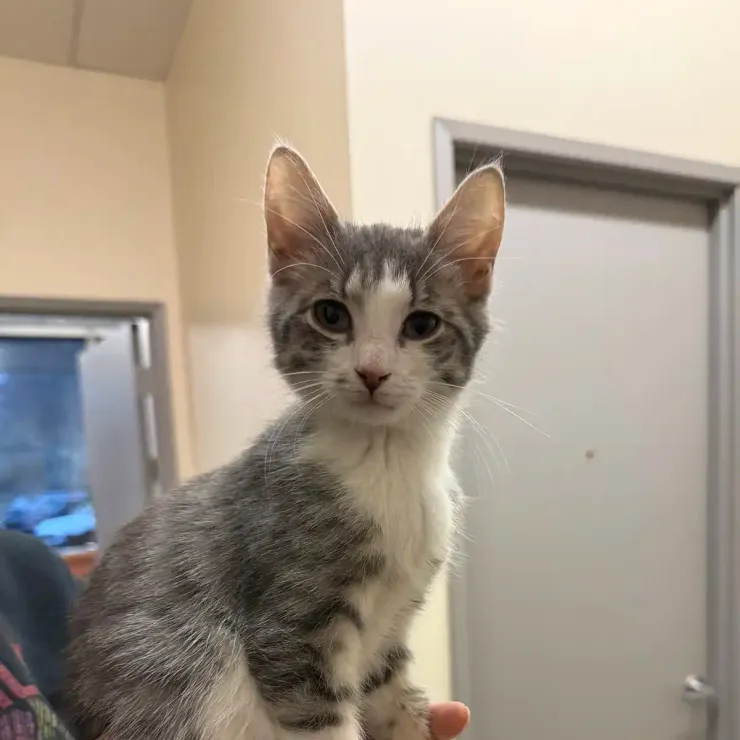 Gray-and-white kitten being held indoors, looking at the camera