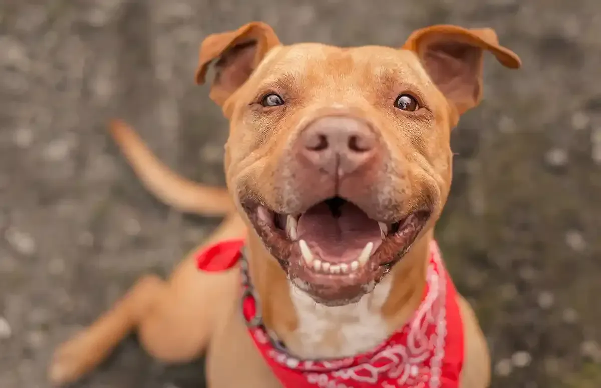Happy tan dog wearing a red bandana, looking up with mouth open outdoors