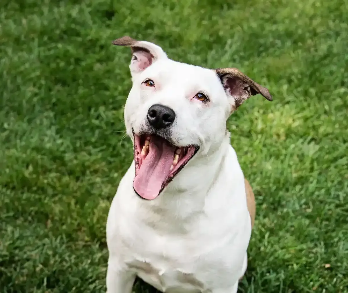 Happy white dog with brown ears sitting on grass, mouth open and tongue out