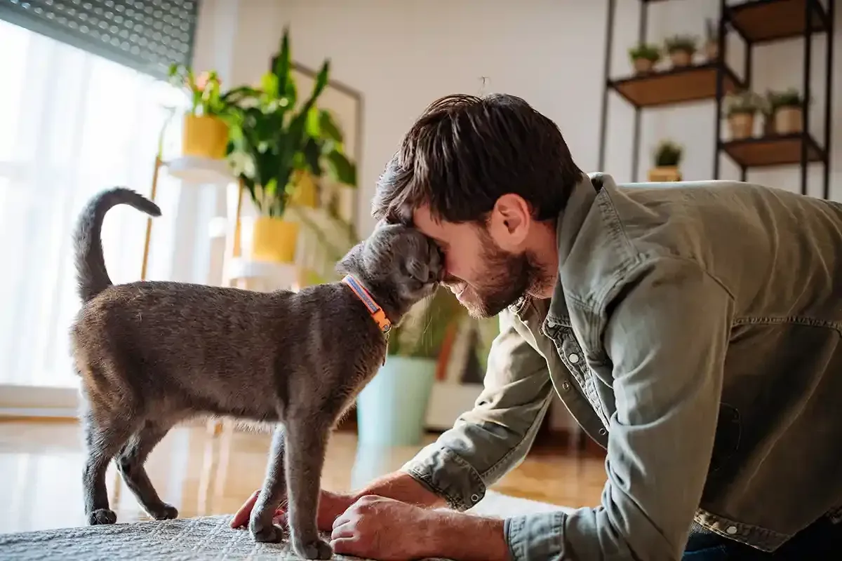 Man kneels on a living room floor, touching noses with a gray cat near a window and houseplants