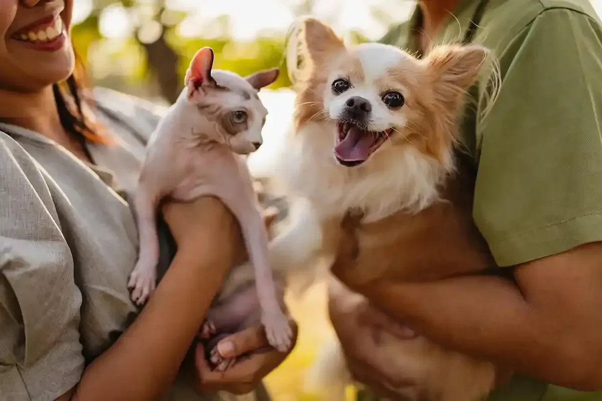 Two people holding a small white cat and a happy tan-and-white dog outdoors in warm sunlight