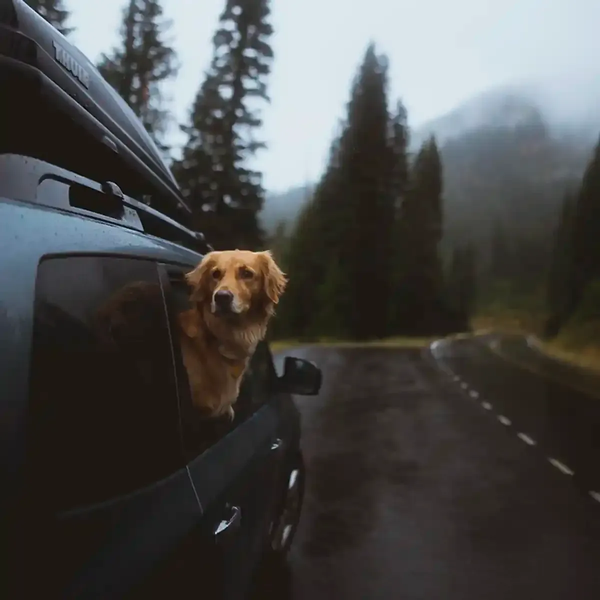 Dog leaning out of a dark car on a wet mountain road with pine trees and fog