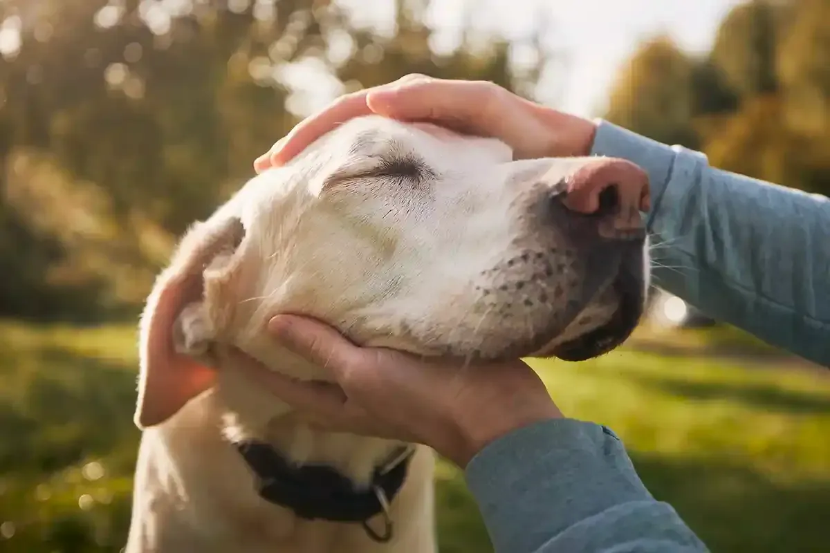 Dog with eyes closed being gently petted outdoors in warm sunlight