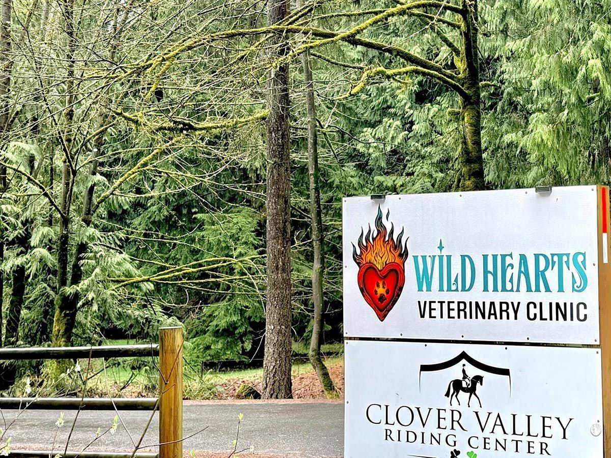 Wild Hearts Veterinary Clinic sign beside a forested roadside