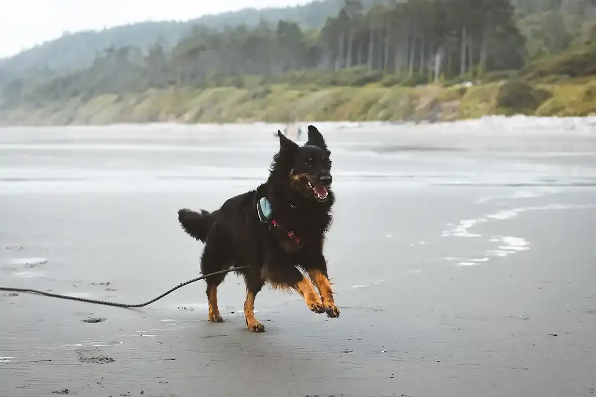 Black-and-tan dog running on a wet beach with a leash, forested shoreline in the background