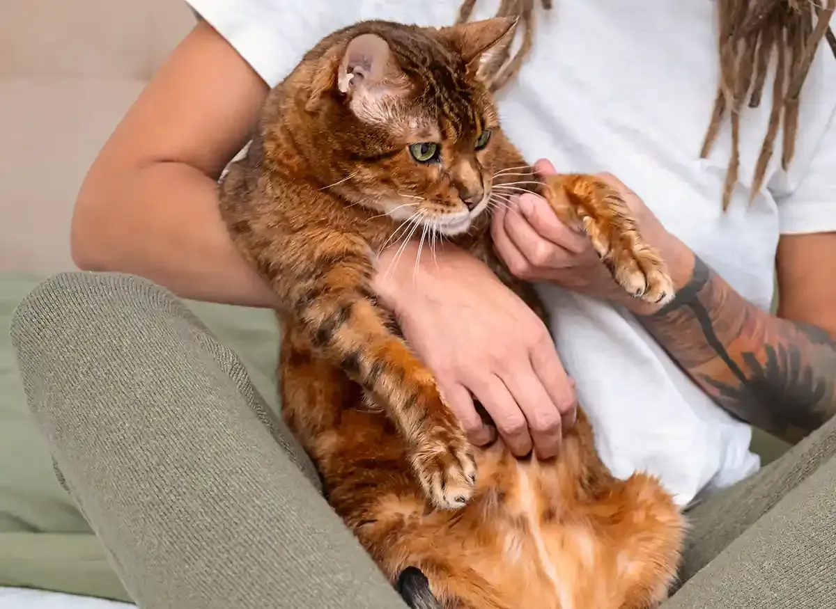 Person holding a large orange tabby cat on a couch
