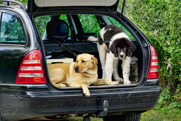 GET YOUR TRUNK ORGANIZED | Autotrend Auto Repair