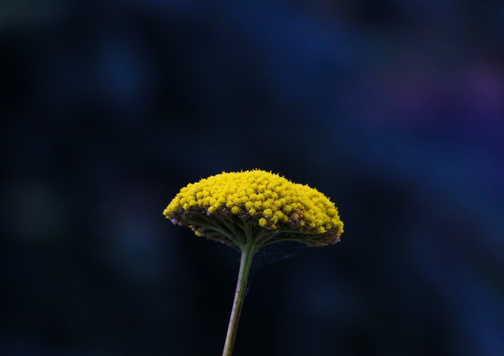HERE COMES ALLERGY SEASON | Autotrend Auto Repair