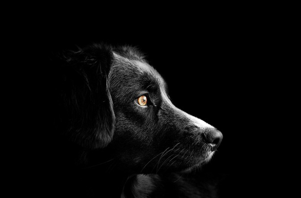 PROTECT YOUR PETS DURING THE DOG DAYS OF AUGUST  | Autotrend Auto Repair