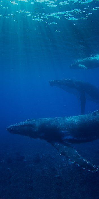 Two whales swimming underwater in clear blue ocean water