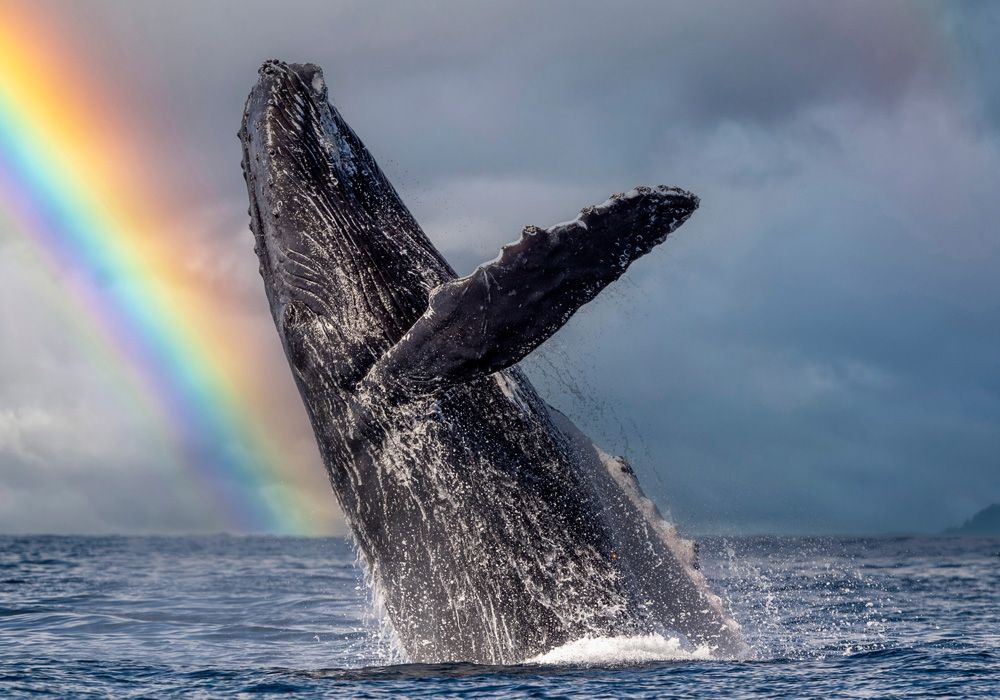 A humpback whale is jumping out of the ocean with a rainbow in the background.