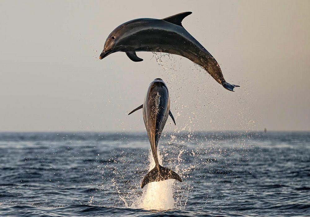 Two dolphins are jumping out of the water.