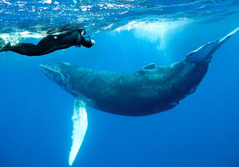 A person is swimming next to a whale in the ocean