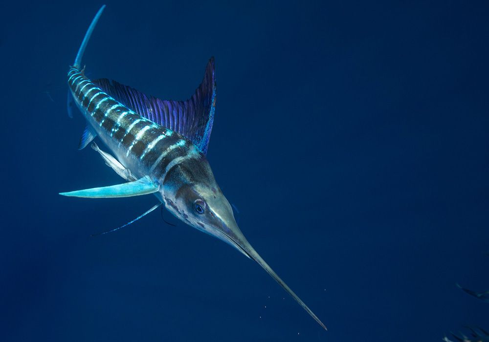 A black and white marlin is swimming in the ocean.