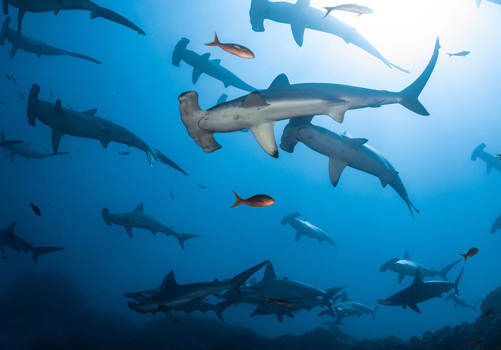 A group of hammerhead sharks are swimming in the ocean.