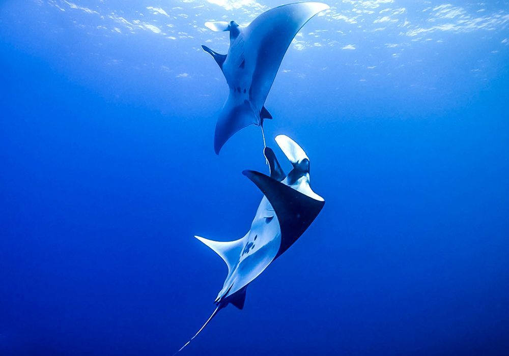 Two stingrays are swimming together in the ocean.
