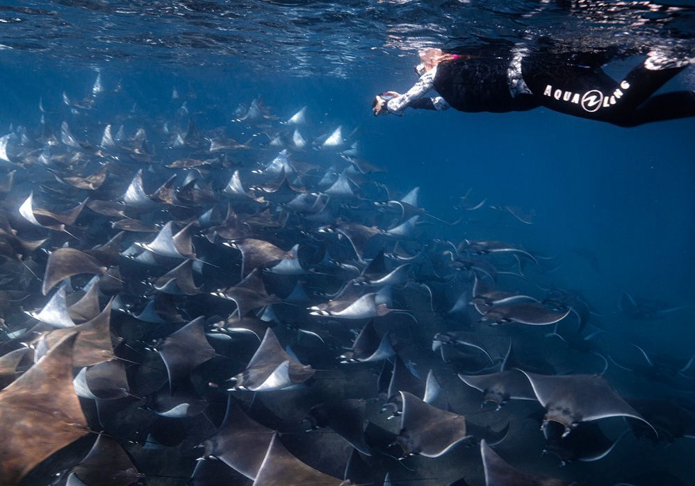 A person is swimming in the ocean surrounded by stingrays