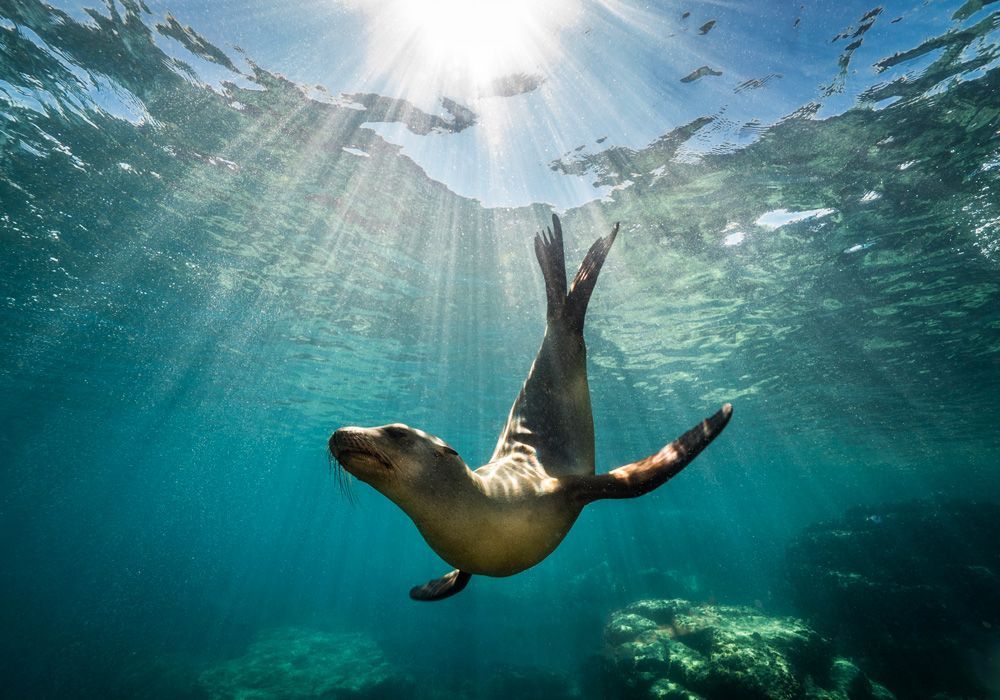 Sea lion swimming underwater with sun rays filtering through turquoise ocean