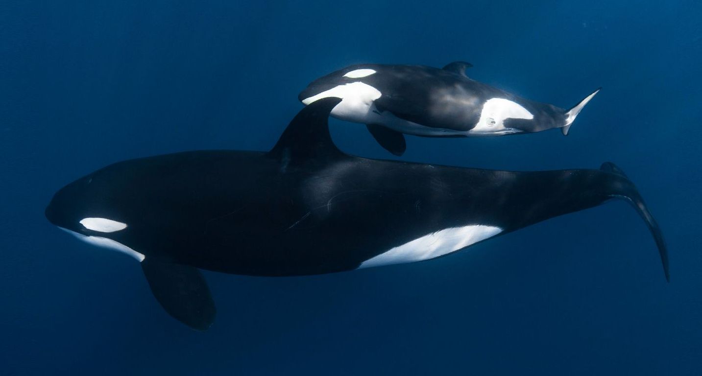Two killer whales are swimming in the ocean.