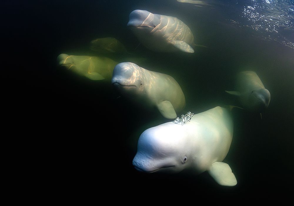 Four pale manatees swimming in dark green water