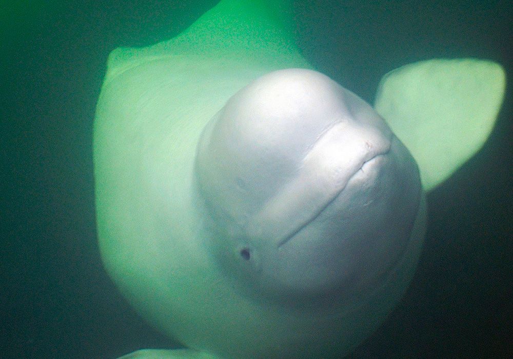 White beluga whale underwater, lit green, facing the camera