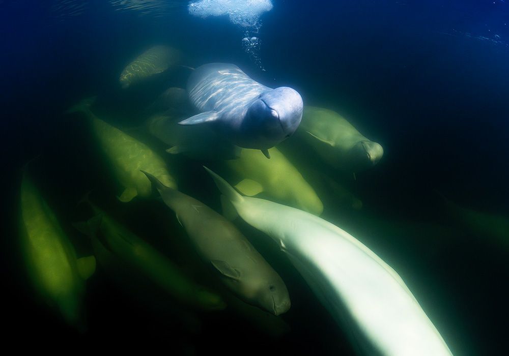 Underwater scene with a snorkeler swimming above a group of manatees