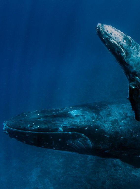 Two humpback whales swimming underwater in deep blue ocean water