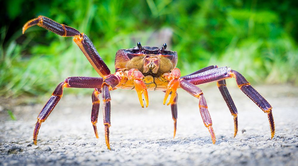 crab Orange and purple crab on a path, with one claw raised, set against blurred greenery.