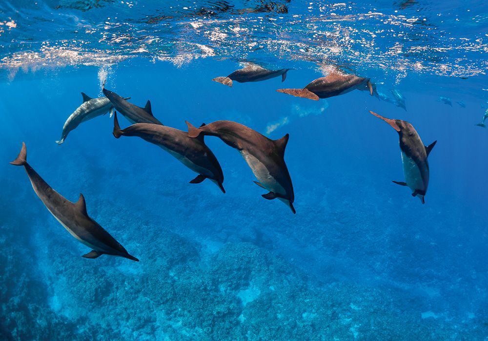 A pod of dolphins swimming underwater in a blue ocean, near the surface.
