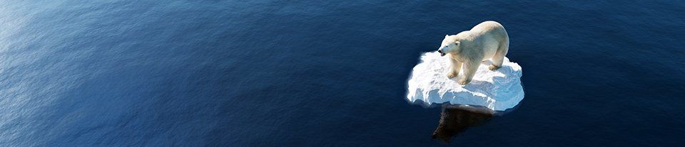 polar bear
