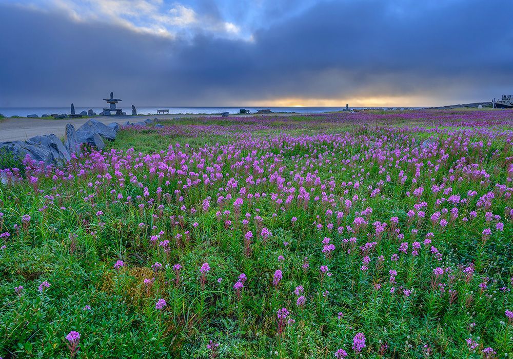 Purple wildflowers in a meadow under a cloudy sunset sky, with a shoreline in the distance