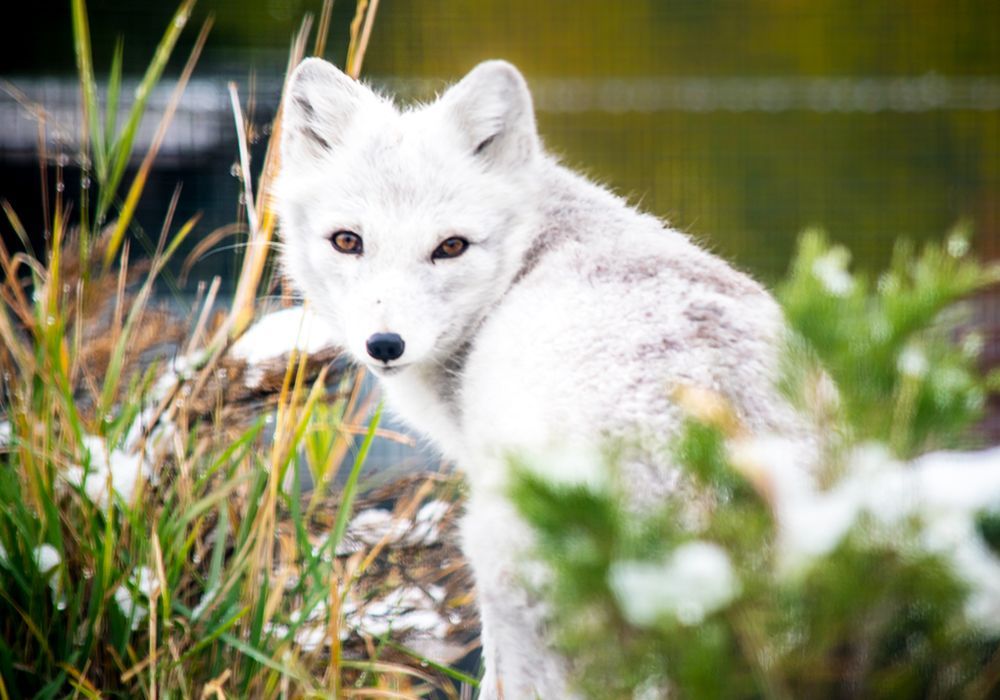 White fox standing in grass beside water, looking back