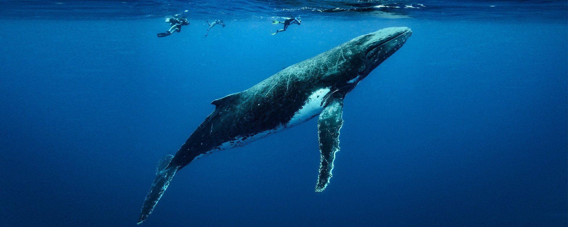 HUMPBACK ECO TOUR