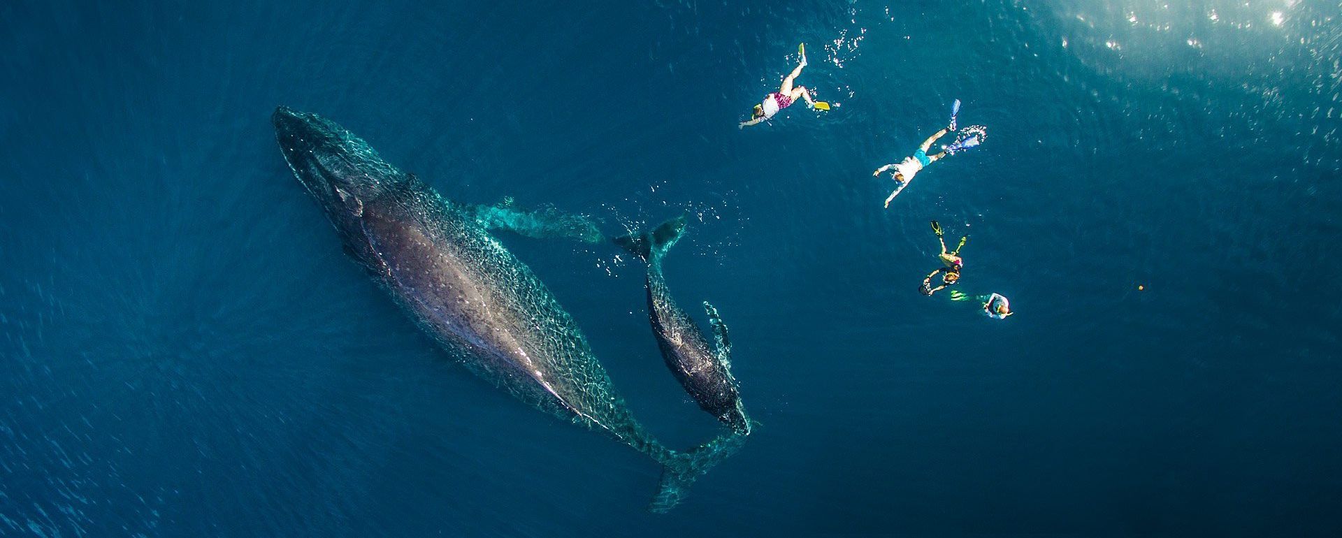 Two whales swimming in deep blue ocean water from above