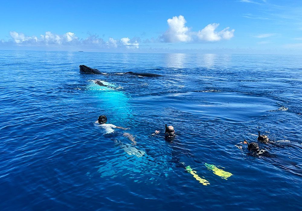 Divers swimming in bright blue ocean near the surface with a boat in the distance
