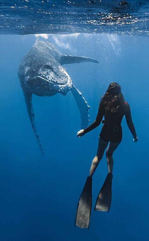 whale swimming