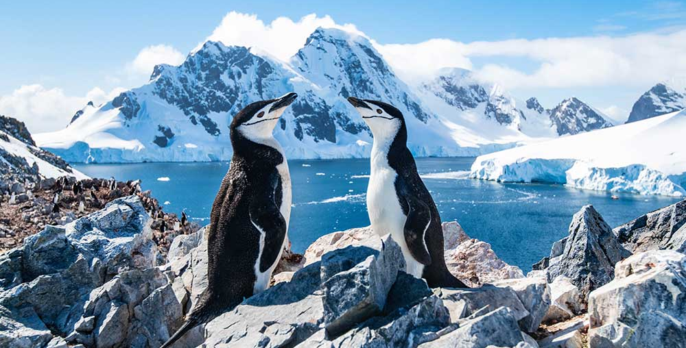 penguins penguins