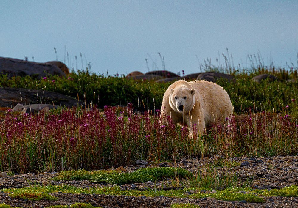 Polar bear walking through tall grass in a rocky field under a blue sky