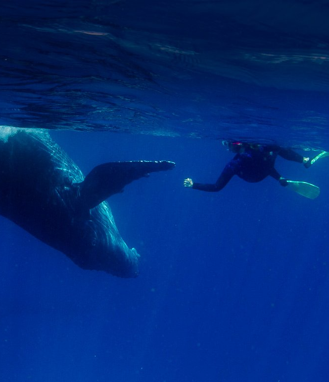 Diver swims beside a humpback whale underwater in deep blue ocean