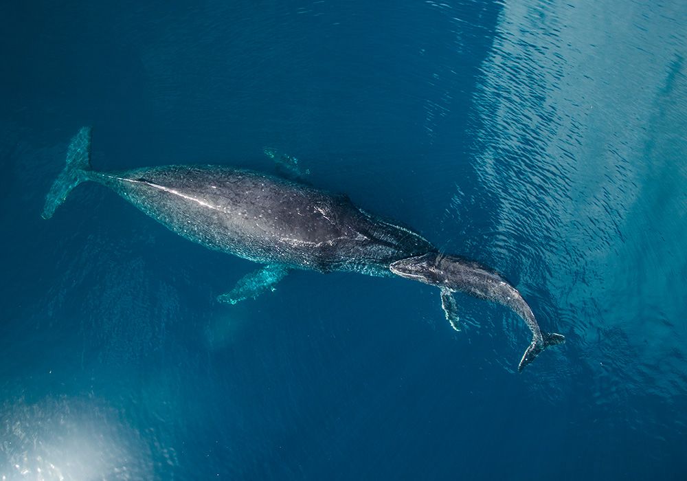 whales off the grid tonga